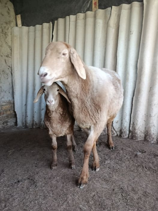 Она бола куй сотилади