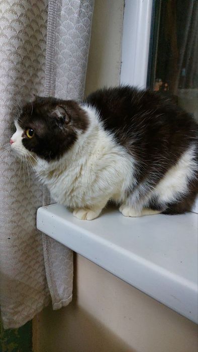 Вислоухая девочка