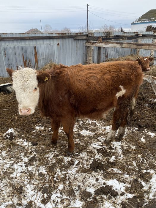 Продам крс телочка и бычек