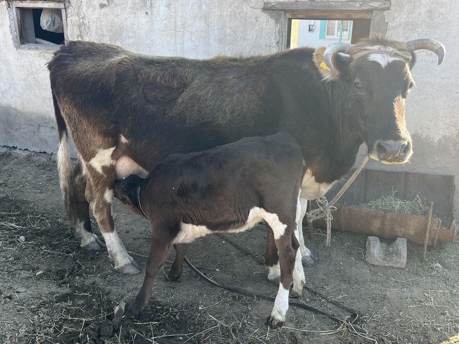 Корова стельная, 7 отёлов