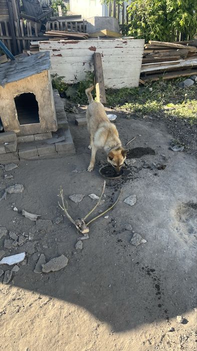 Отдам соьаку кобель