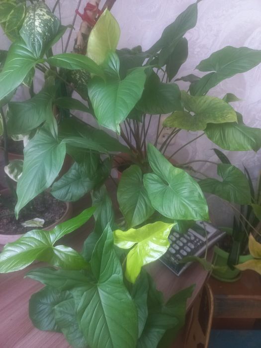 Продам комнатные цветы