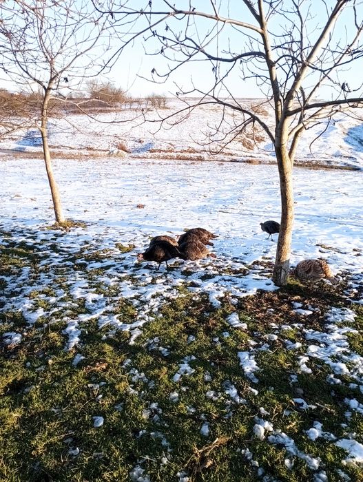 Vând curci  de anul acesta