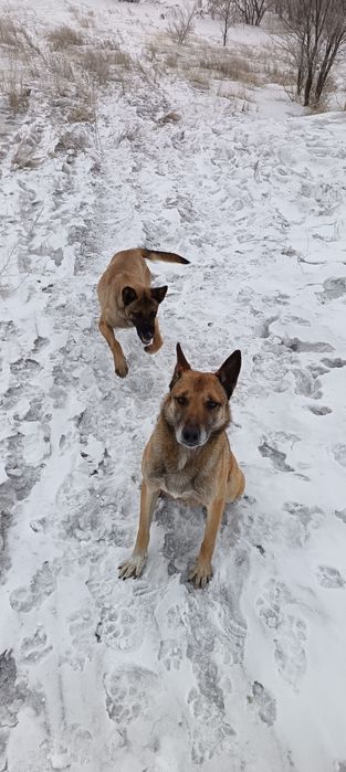 Бельгийская овчарка (малина)