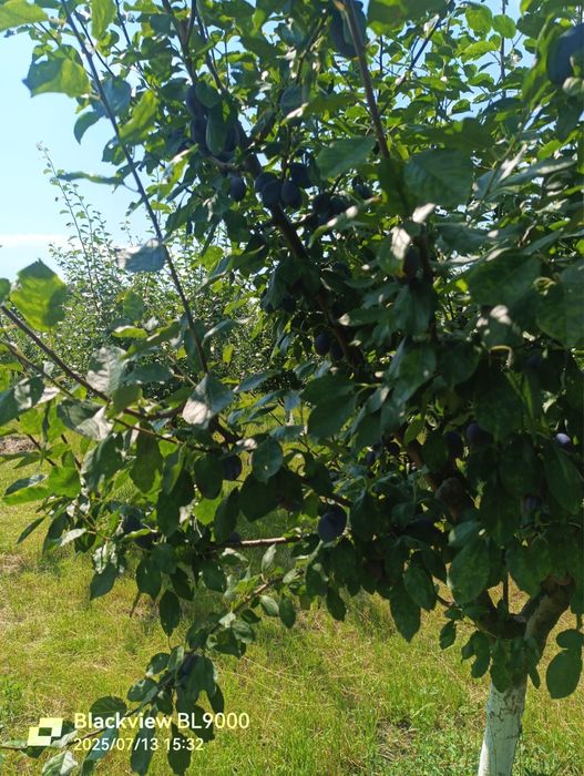 Prune naturale,romanesti,carnoase si zemoase