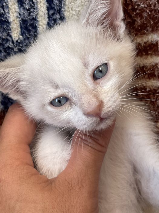 Домашний котенок .Возраст 2 месяца.Полукровка .