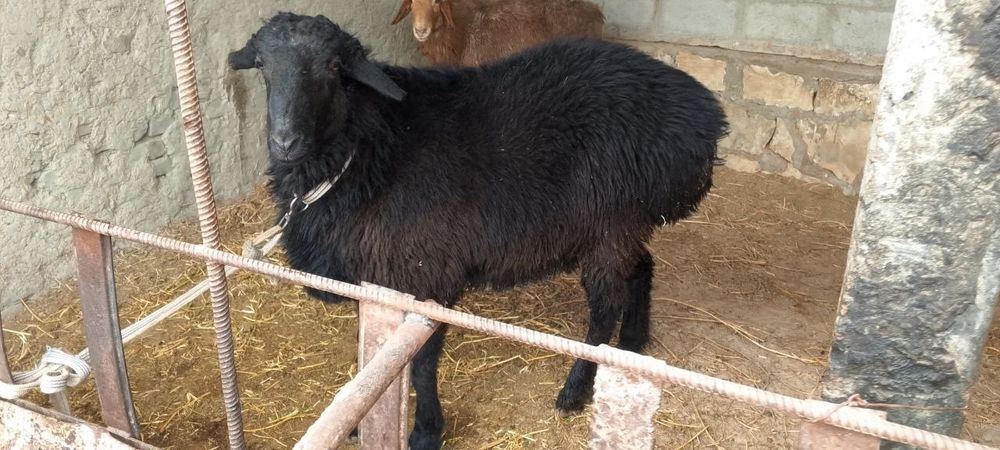 Qoʻchqor kogon uyniki