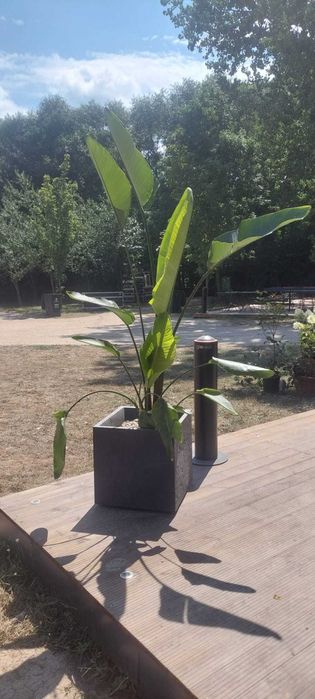 Inchiriere plante ornamentale pentru evenimente