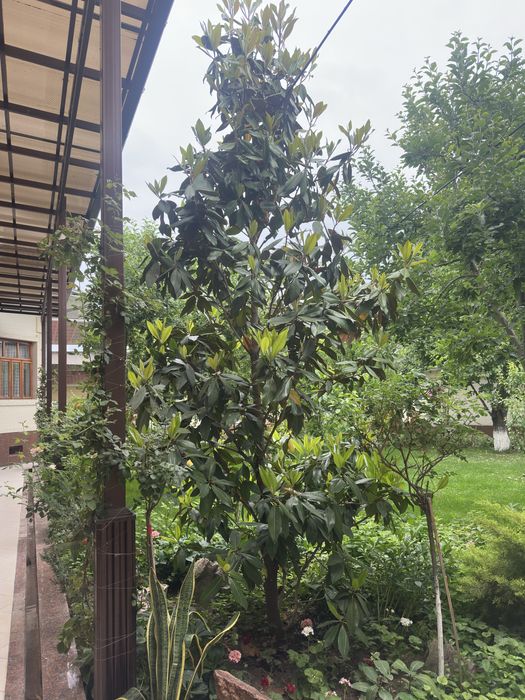 Magnoliya Магнолия