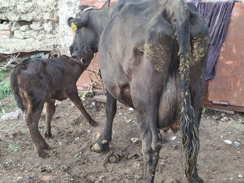 Сауынды сиыр сатылады