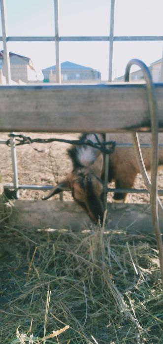 Альпа тукымды теке