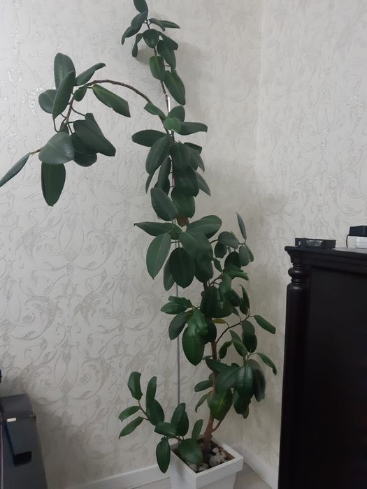 Продам растение Фикус