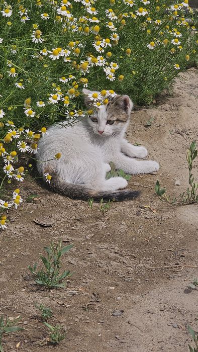 Отдам бесплатно котёнка