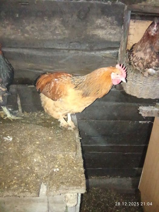 Продам петушков.