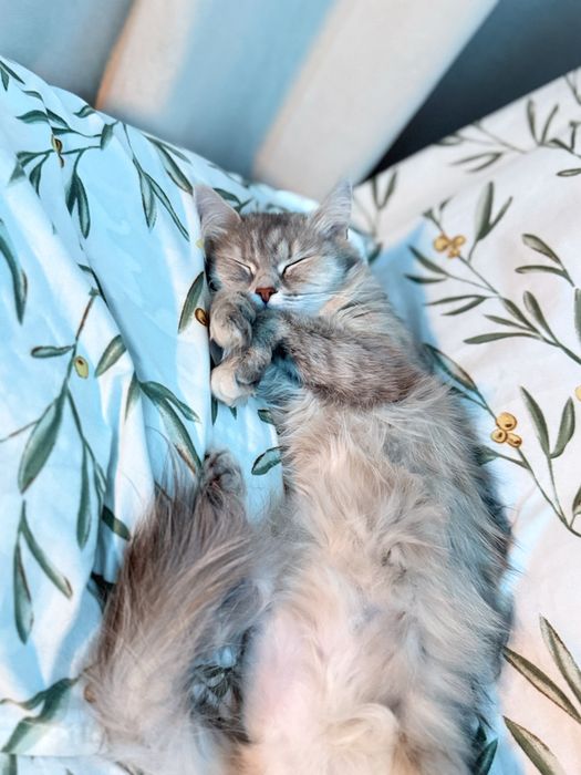 Нужен кот доя вязки
