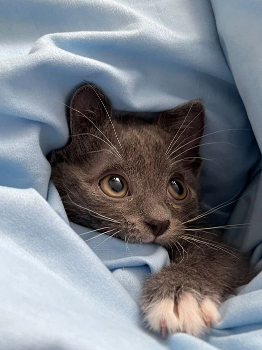 Отдаем котенка в добрые руки