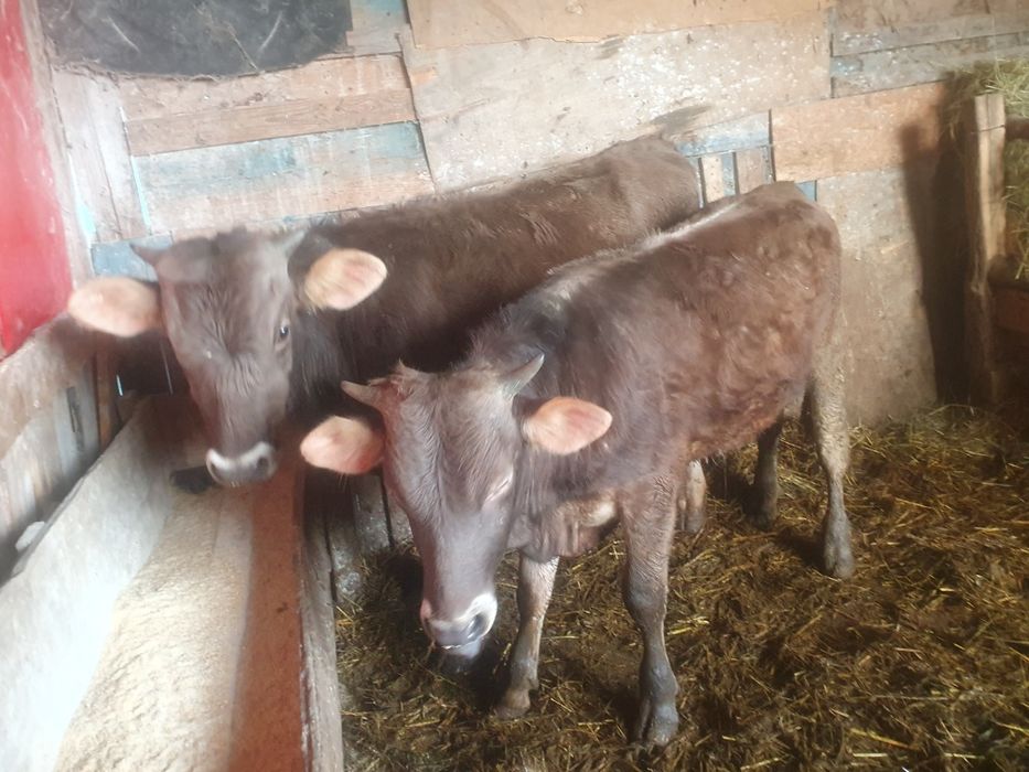 Vand  taurasi  bruni