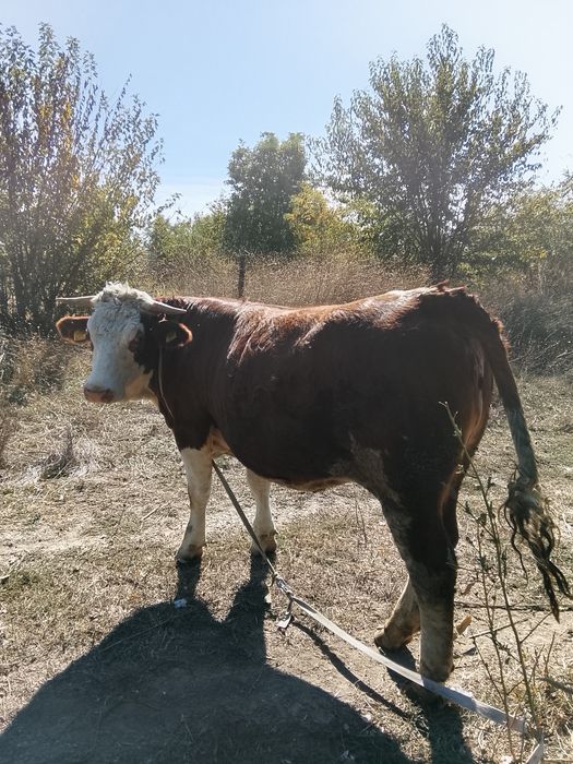 Vând junică gestanta și vitea