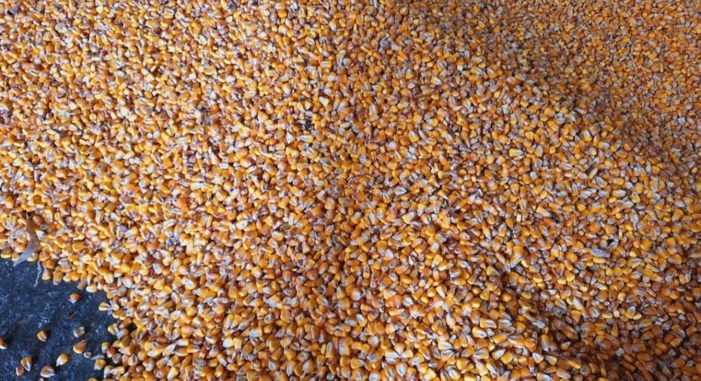 Продавам Жито (Пшеница) и Царевица