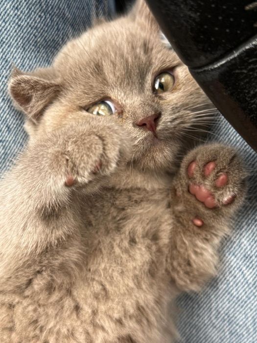 Pisic British Shorthaire