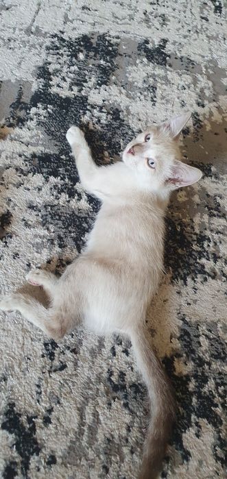 Mushuk bolalari sotiladi