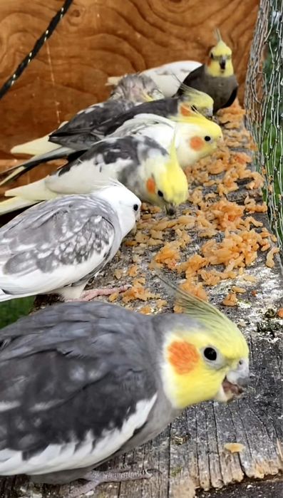 Vand papagali nimfa Constanta