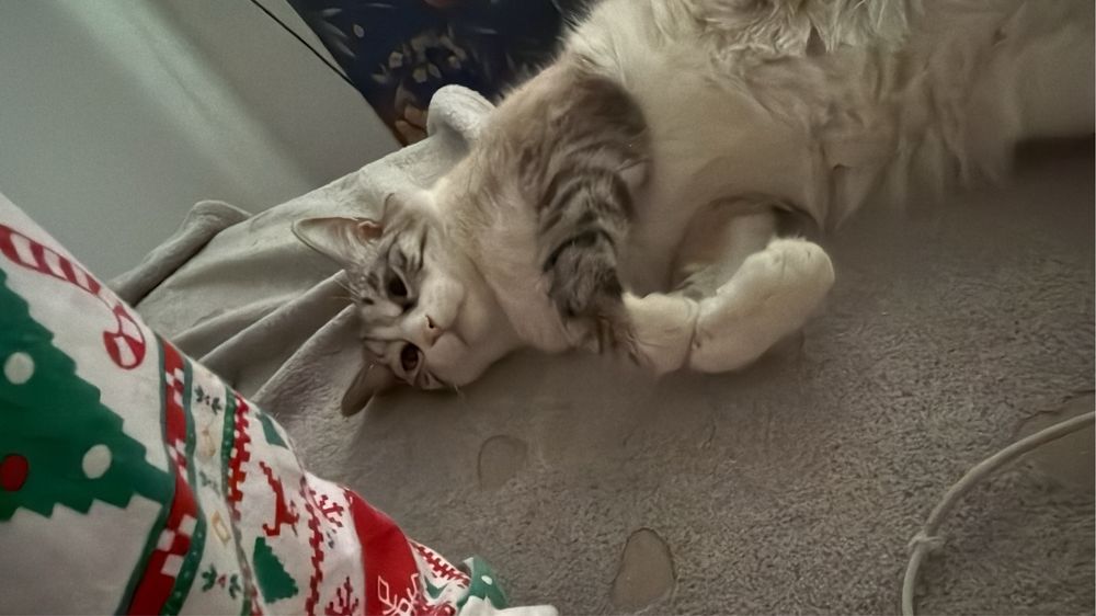 Кот красивый  любимый