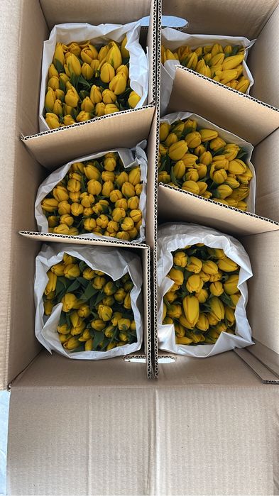 Предзаказ Тюльпанов на 8 марта