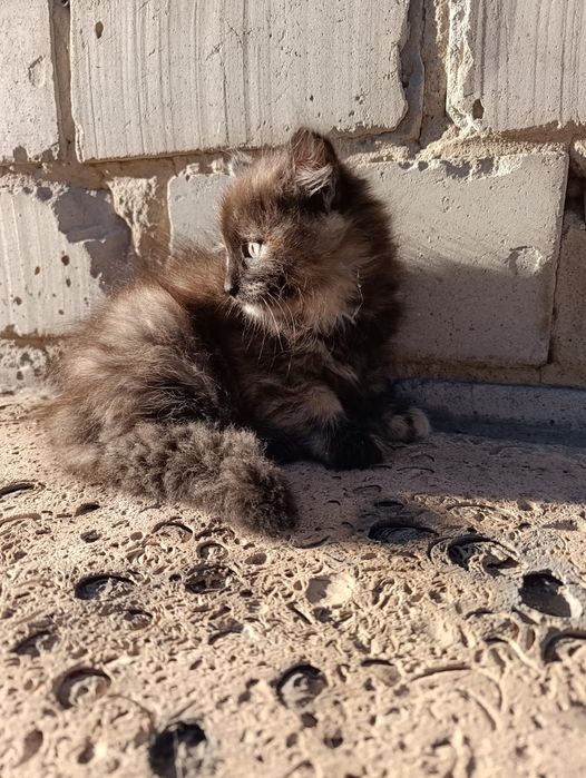 Котята в добрые руки! 5 малышей, мальчики и девочки»