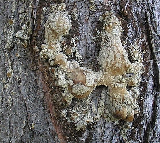 Vând rășină naturală