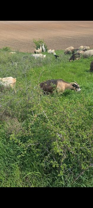 Capre de Vânzare de Lapte