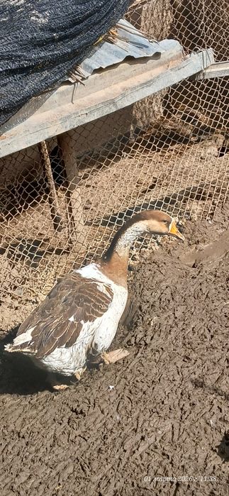 Gʻozlar erka hammasi