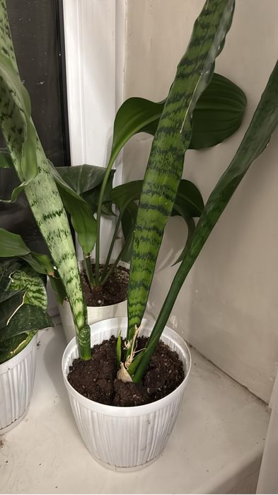 Комнатные цветы для дома