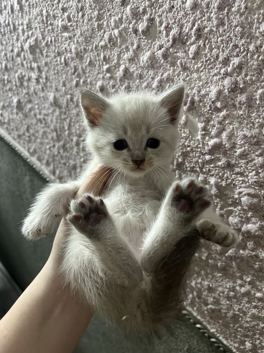 «Шотландский котёнок отдаётся