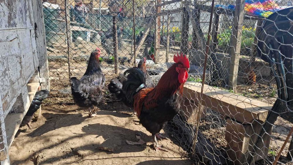 Петел черен мед маран 1 година