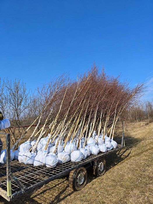 Mesteacan, Tei, Platan, Artar, Stejar - Plante Foioase pentru Gradina