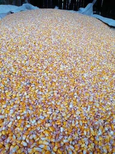Vând porumb în cantități mari și mici
