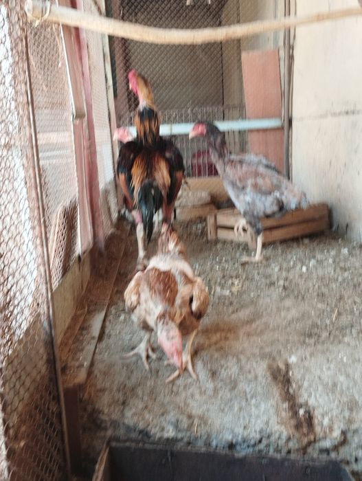 Хонаки куланги ва ухайли тухмлари сотилади