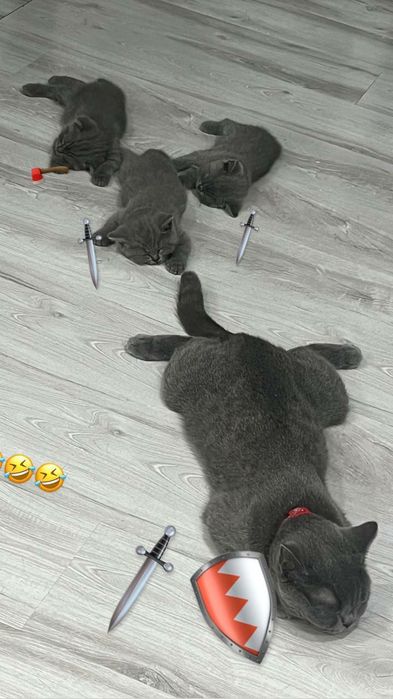 Zotdor Shotland mushuklari