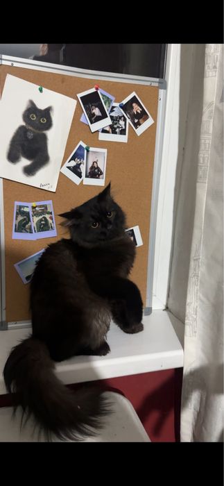 Котенок в добрые руки