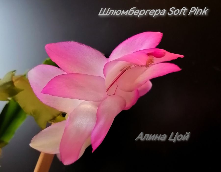 Сортовая Шлюмбергера (декабрист) С БУТОНАМИ Soft Pink.