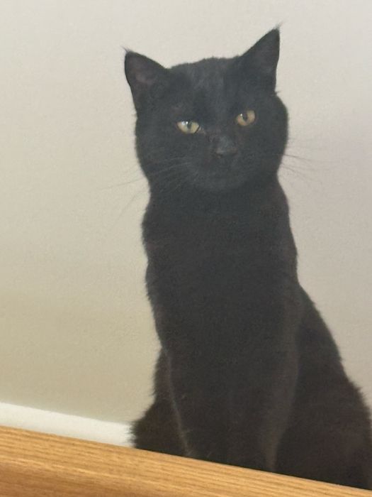 Ищет дом чёрная красавица Багира