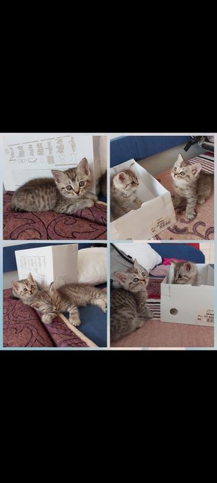 Шатланцы 1,5 мес девочки