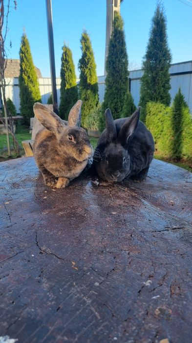 Vând 2 femeluțe rex