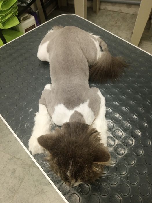 Вызов грумера на дом.