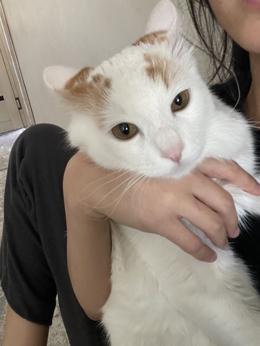 Чистый и здоровый кот