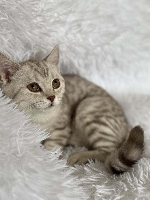 Котик по имени Бэйбик ищет дом