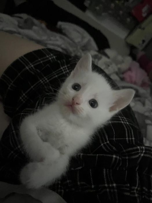 Отдам в добрые руки