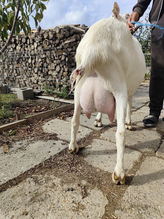 Capre Saanen, țapi, ieduțe