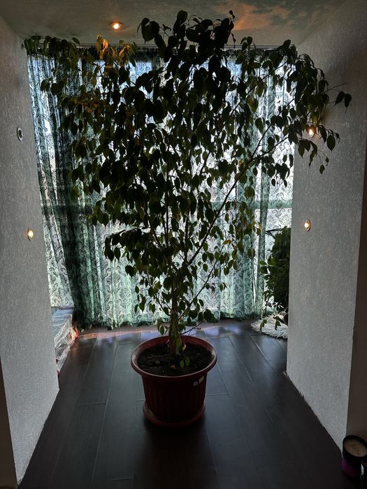 Продам живые растения